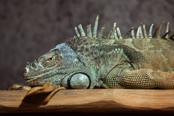 Yeşil iguana (Iguana Iguana). — Stok fotoğraf
