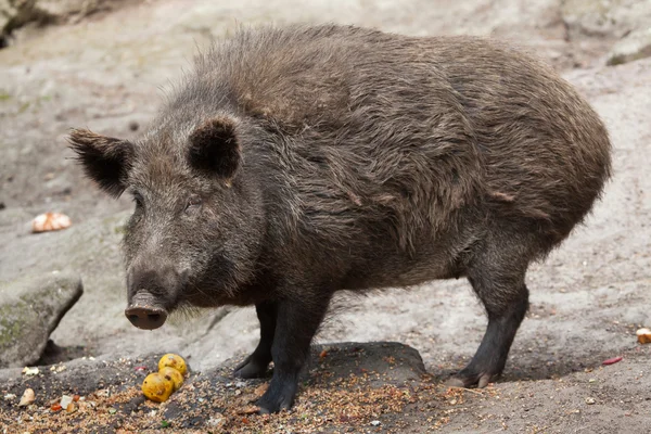 Yaban domuzu (Sus Scrofa). — Stok fotoğraf