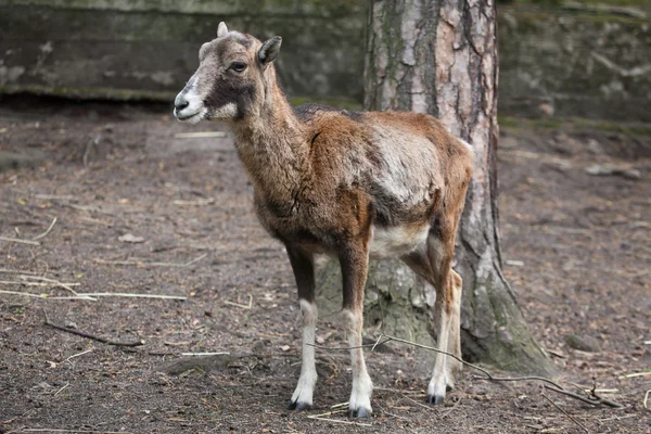 Европейский муфлон (Ovis orientalis musimon ). — стоковое фото