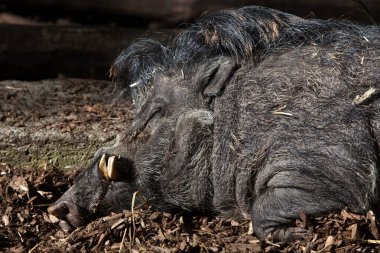 Visayan siğil gibi domuzu (Sus cebifrons).