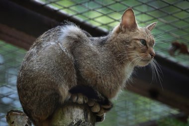 Avrupa Yaban Kedisi (felis Silvestris Silvestris). 
