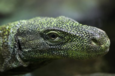Crocodile monitor (Varanus salvadorii) clipart