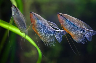 İnci gurami (Trichopodus leerii)