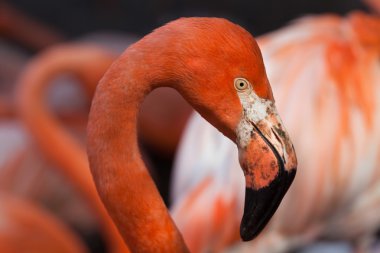 Karayip flamingo (phoenicopterus ruber)