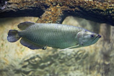 Körfez saratoga (Scleropages jardinii)