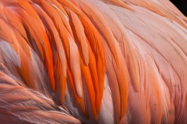 Karayip flamingo (phoenicopterus ruber)