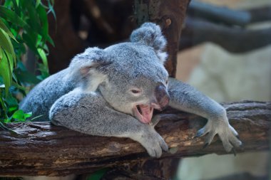 Queensland koala (Phascolarctos cinereus adustus).  clipart