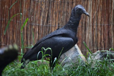American black vulture (Coragyps atratus). clipart