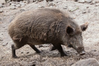 Yaban domuzu (Sus Scrofa). 