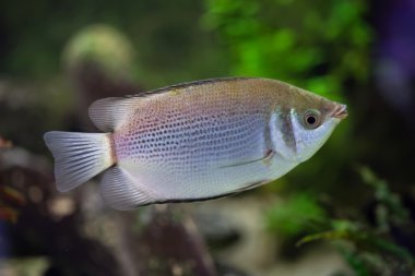 Öpüşen gurami (Helostoma temmincki)