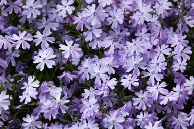 Güzel Creeping phlox 