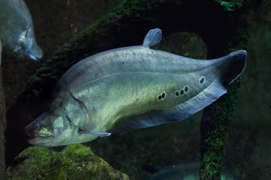 Palyaço knifefish (Chitala süslü)