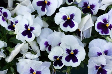 Garden pansy (Viola tricolor var. hortensis).