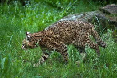 Geoffroy kedisi (Leopardus geoffroyi).