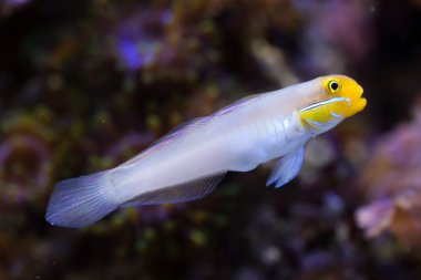Blueband kaya balığı (Valenciennea strigata). 