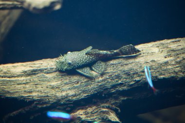 Galaxy vatoz (Leporacanthicus galaxias)