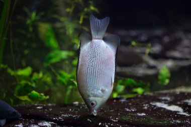 Öpüşen gurami (Helostoma temmincki)