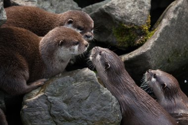 Oriental small-clawed otter (Amblonyx cinerea) clipart