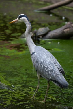 Gri Heron (Ardea cinerea).