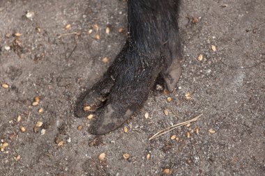 Yaban domuzu (Sus scrofa). Toynak.