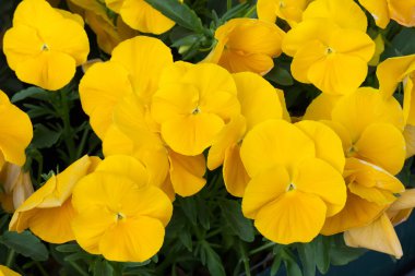 Bahçe Hercai Menekşe (viyola üç renkli var. hortensis).