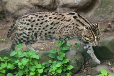 balıkçı kedi (Prionailurus viverrinus). 