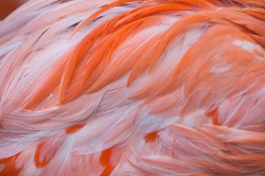 Karayip flamingo (phoenicopterus ruber)