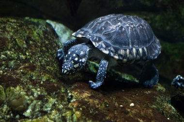 Siyah su birikintisi kaplumbağa (Geoclemys hamiltonii)