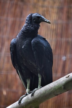 American black vulture (Coragyps atratus). clipart