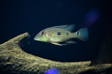 Threespot eartheater (Satanoperca arka plan programı)