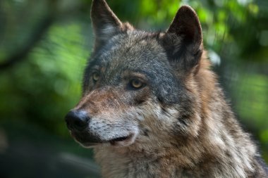 Avrasya kurt (Canis lupus lupus). 