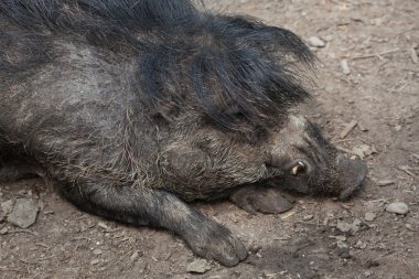 Visayan siğil gibi domuzu (Sus cebifrons).