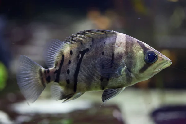 인도네시아어 tigerfish (Datnioides microlepis) — 스톡 사진