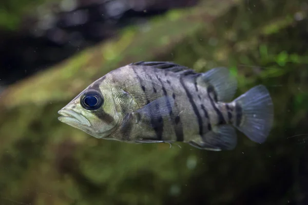 Індонезійська-tigerfish (Datnioides microlepis) — стокове фото