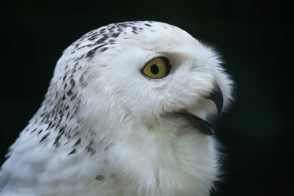 Снежная сова (Bubo scandiacus). — стоковое фото