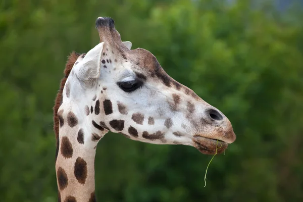 Žirafy Rothschildovy (Giraffa camelopardalis rothschildi). — Stock fotografie