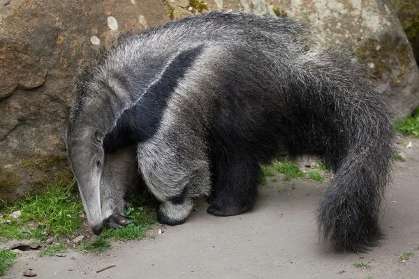 Giant anteater (Myrmecophaga tridactyla). — Stock Photo, Image