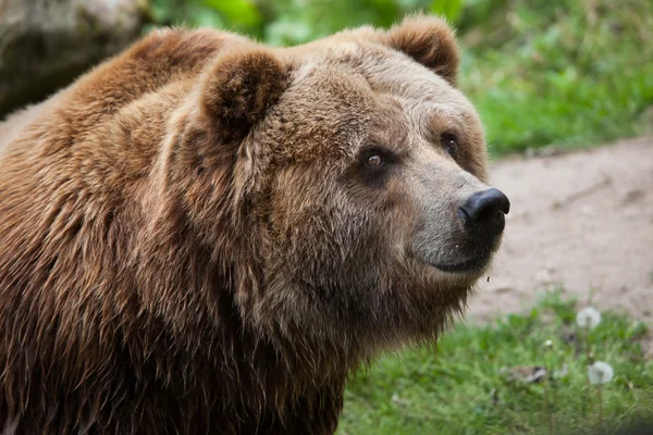 Mainland grizzly (Ursus arctos horribilis). — Stock Photo, Image