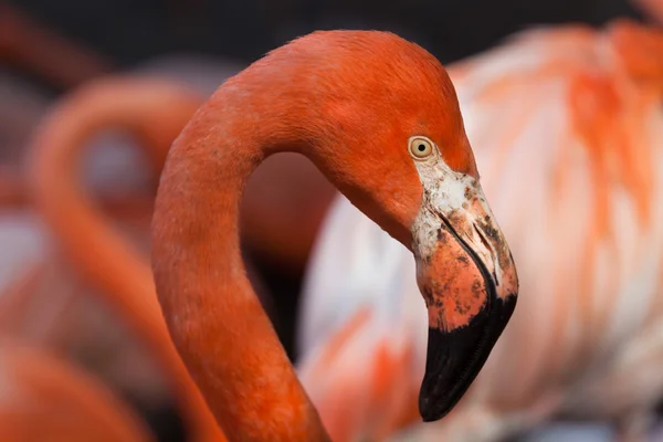 Karibská flamingo (phoenicopterus ruber) — Stock fotografie