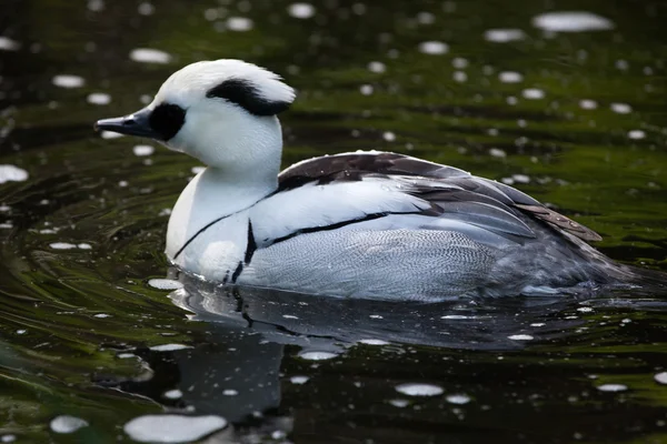 Serreta chica (Mergellus albellus). — Foto de Stock