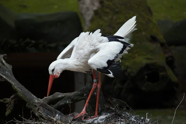 Čáp bílý (Ciconia ciconia). — Stock fotografie