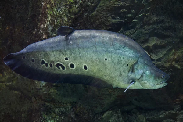 Knifefish κλόουν (Chitala στολισμένος) — Φωτογραφία Αρχείου