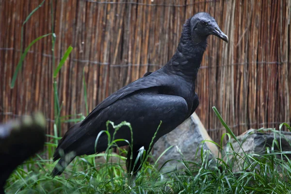 Avvoltoio nero americano (Coragyps atratus ). — Foto Stock
