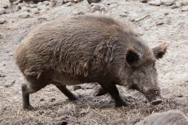 Дикий кабан (Sus scrofa ). — стокове фото