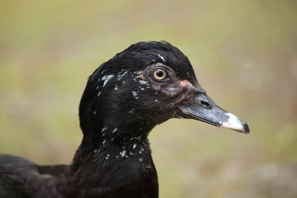 Anatra muschiata (Cairina moschata). — Foto Stock