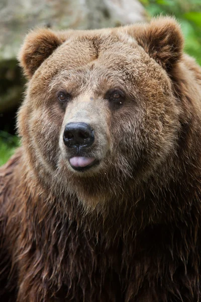 Материковый гризли (Ursus arctos horribilis ). — стоковое фото