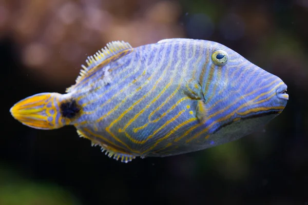 Triggerfish rivestito d'arancia (Balistapus undulatus ). — Foto Stock