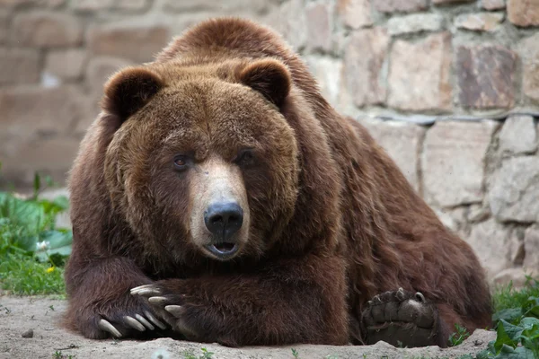 Festlandgrizzly (ursus arctos horribilis)). — Stockfoto