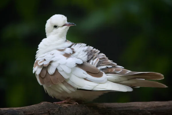 더럽혀진된 비둘기 (Spilopelia 나무 나무). — 스톡 사진
