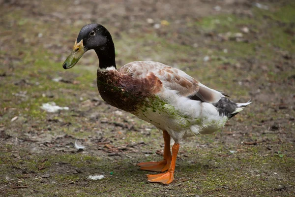 Pato doméstico (Anas platyrhynchos domesticus ). — Fotografia de Stock